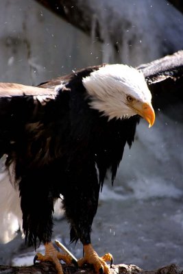  Eagle 4