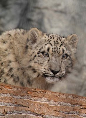 Snow Leopard