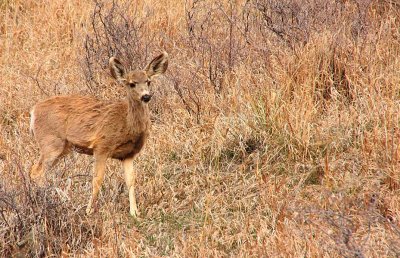 IMG9050_Alone Deer