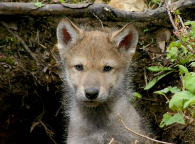 IMG1427C_AK_Wolf Pup Face