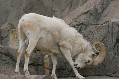 IMG1732_DALL SHEEP GROOMING