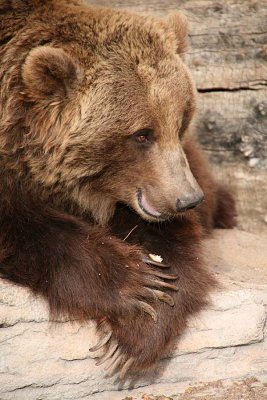 IMG3112_GRIZZLY PROFILE
