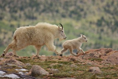 IMG1298_Mountain Goat & Kid Trotting