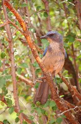 IMG0535_GOG_SCRUBJAY1