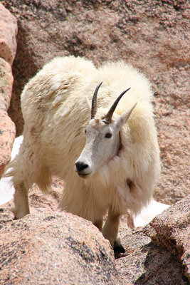 IMG1243PS_Mt Evans Mountain Goat