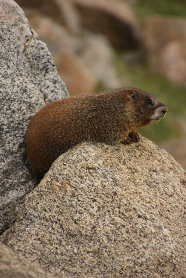 IMG1327_Mt Evans Marmot