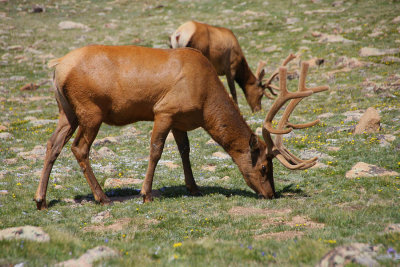 IMG0966_RMNP_Two Elk Grazing