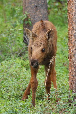 IMG1546_RMNP_Baby Moose 2