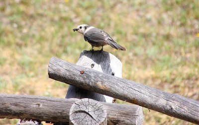 IMG1060C_RMNP_GRAYJAY.jpg