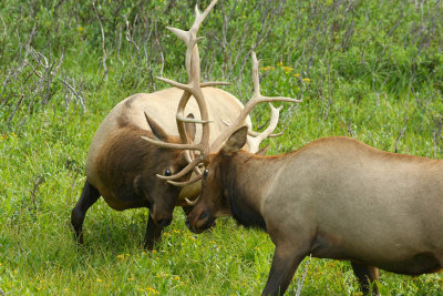 IMG0932_RMNP_ELKLOCKS.jpg