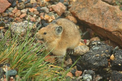 IMG0587_MTEV_PIKA1PB.jpg