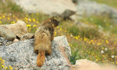 IMG0666C_MARMOTROCKFLWRS1PB.jpg
