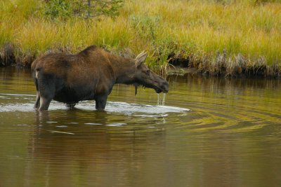 IMG2256_RMNP_MOOSWATR1PB.jpg