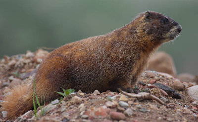 IMG2208_BTLMTN_MARMOT1PB.jpg