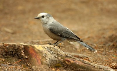 IMG2048_RMNP_GRAYJAY1PB.jpg