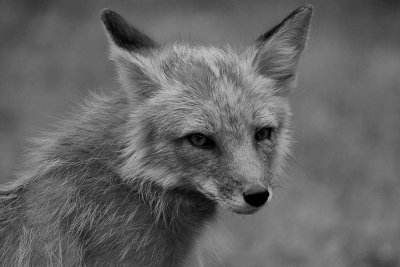 IMG0468BW_MTEV_FOXYFACE2.jpg