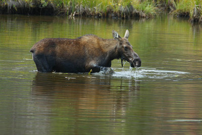 IMG2240_RMNP_MOOSWTR2.jpg