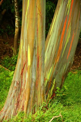 IMG5332_HI_RNBWEUCALYPT1PB.jpg