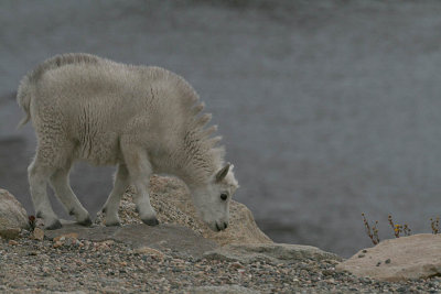 ICR2007_MTEV2902_KIDGOAT1PB.jpg