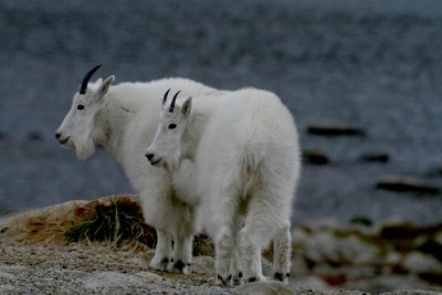ICR2007_MTEV2877_GOATPAIR1PB.jpg