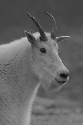 ICR2007_MTEV2768BW_GOATPORTRAIT1PB.jpg