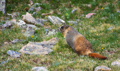 ICR2010_RMNP3319C_TUNDRAMARMT1PD.jpg