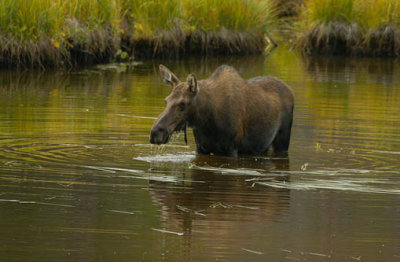ICR2009_RMNP2206C_MOOSREFSH1PD.jpg