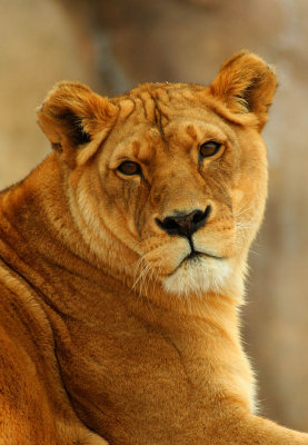 ICR2010_DZ6533C_BEAUTYLIONESS1PB.jpg