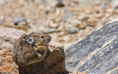 ICR2010_RMNP3349_ROCKPIKA1PB.jpg