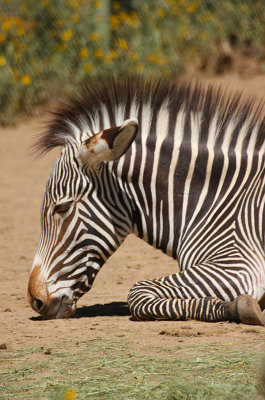 ICR2010_DZ7757_ZEBRA1PB.jpg