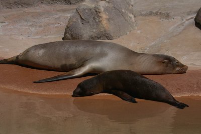 ICR2010_DZ7710_SEALNPUP1PB.jpg