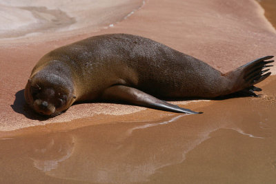 ICR2010_DZ7695_SEALPUP2PB.jpg