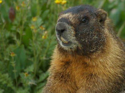 ICR2010_RMNP0689C_MARMOT1PB.jpg