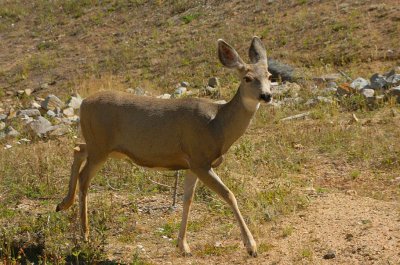 ICR2010_RMNP0463_DEER1PB.jpg