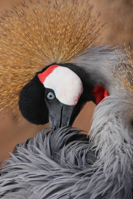 ICR2010_DZ0645_AFRICRANE1PB.jpg