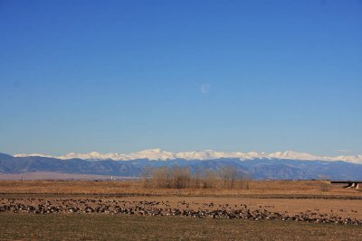 ICR2010_THANKS0001_GEESROCKIES1PB.jpg
