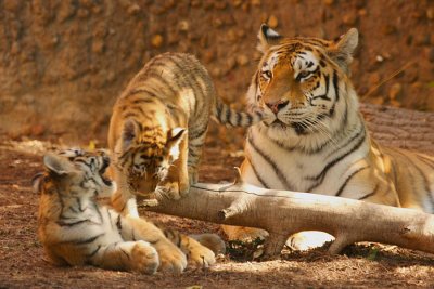 TIGERS in Captivity