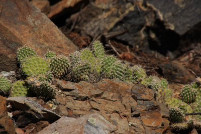 ICR2012_GSD1707CACTUSBOW1PB.jpg