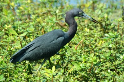 Little Blue at Green Cay