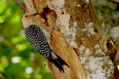 WOODPECKERS in FLORIDA
