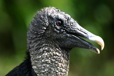 Vulture Face