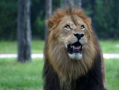Lion Too Close