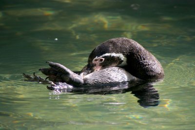 Penguin Float