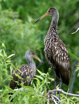 Two Limpkins