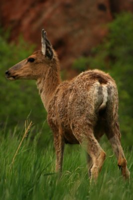 Roxborough Mule Deer