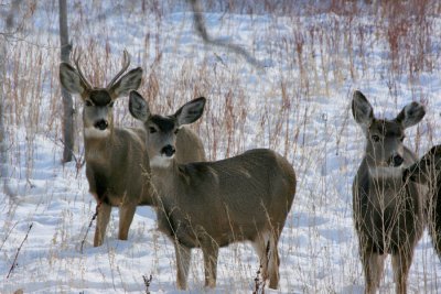 Three Deer at Barr Lake