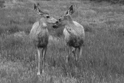 Deer Cuddles