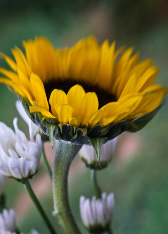 lensbaby sunflower