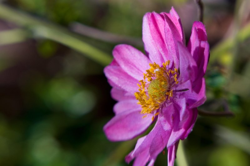 dewy flower