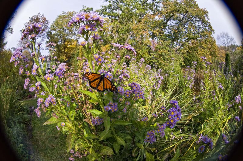 Shot on Oct 24th...in some respects summer seems to be lingering on...